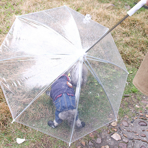 [회원전용]강아지 우산